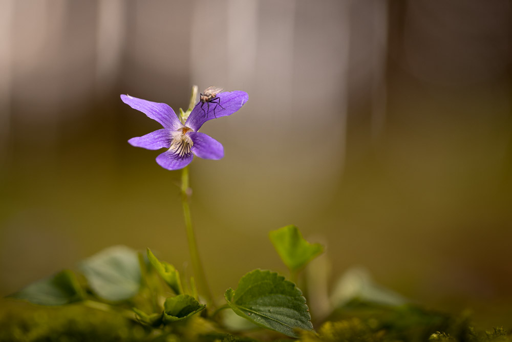 Platz 3 Anton Kienle